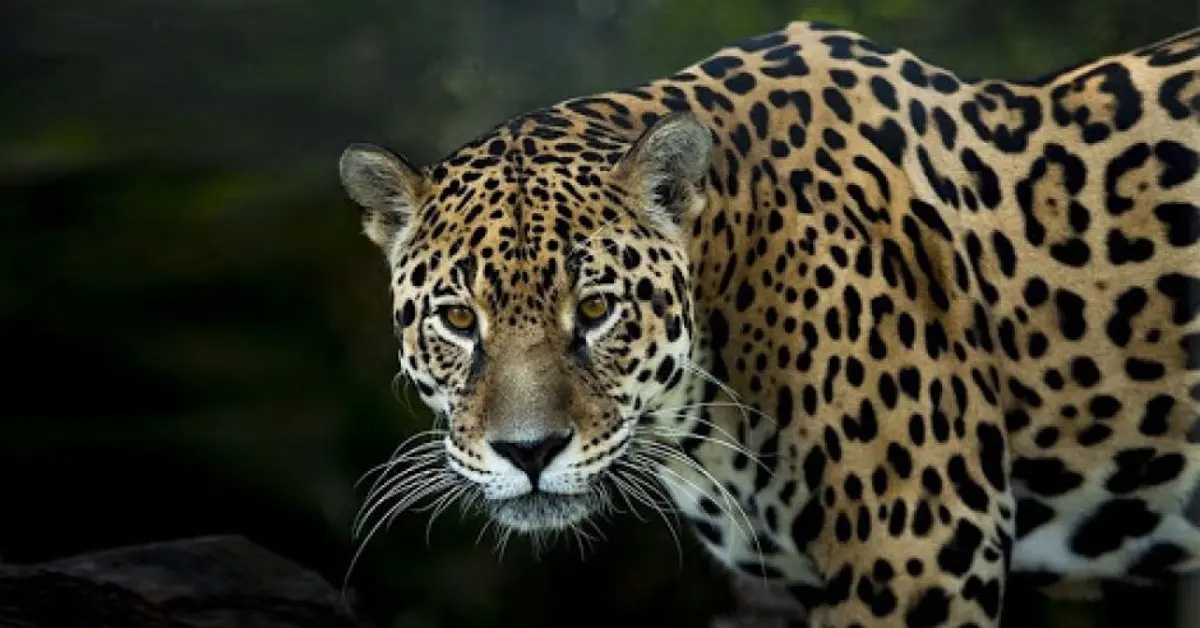 Jaguar Costa Rica